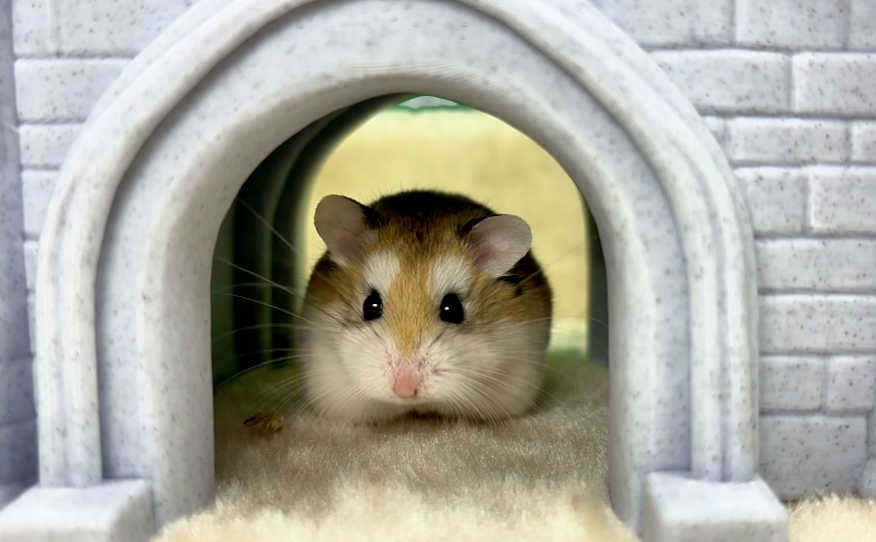 Cookie the Roborovski Dwarf Hamster